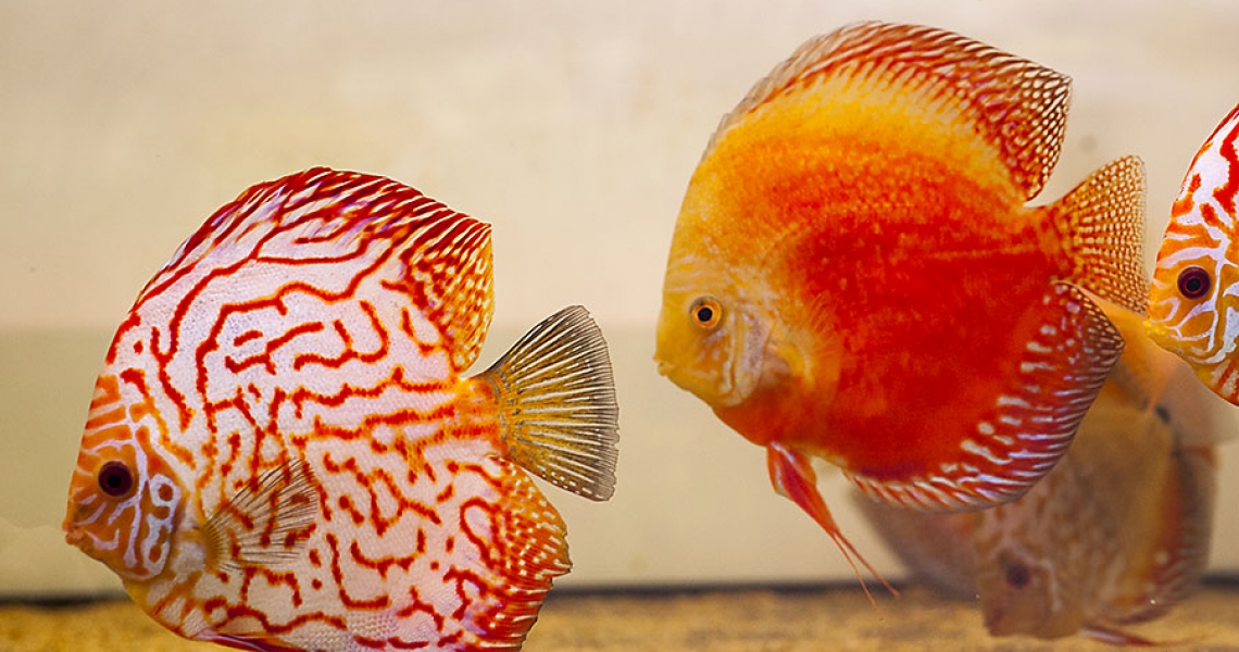 Aquarium Lab, negozio acquari su misura a Carpi, Modena. Pesci rari e tropicali