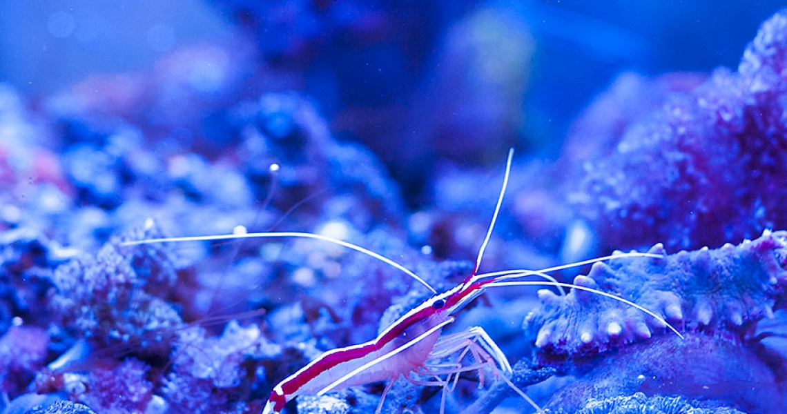 Aquarium Lab, negozio acquari su misura a Carpi, Modena. Pesci rari e tropicali