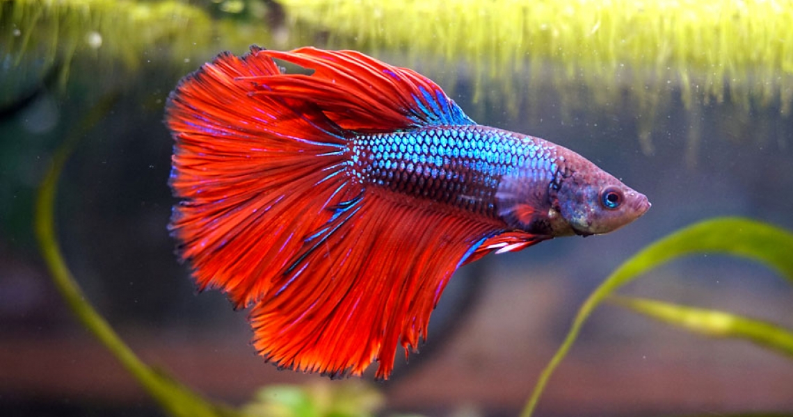 Aquarium Lab, negozio acquari su misura a Carpi, Modena. Pesci rari e tropicali