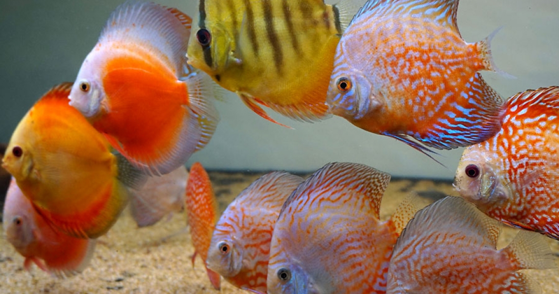 Aquarium Lab, negozio acquari su misura a Carpi, Modena. Pesci rari e tropicali