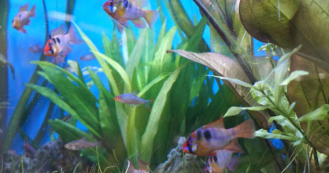 Aquarium Lab, negozio acquari su misura a Carpi, Modena. Pesci rari e tropicali
