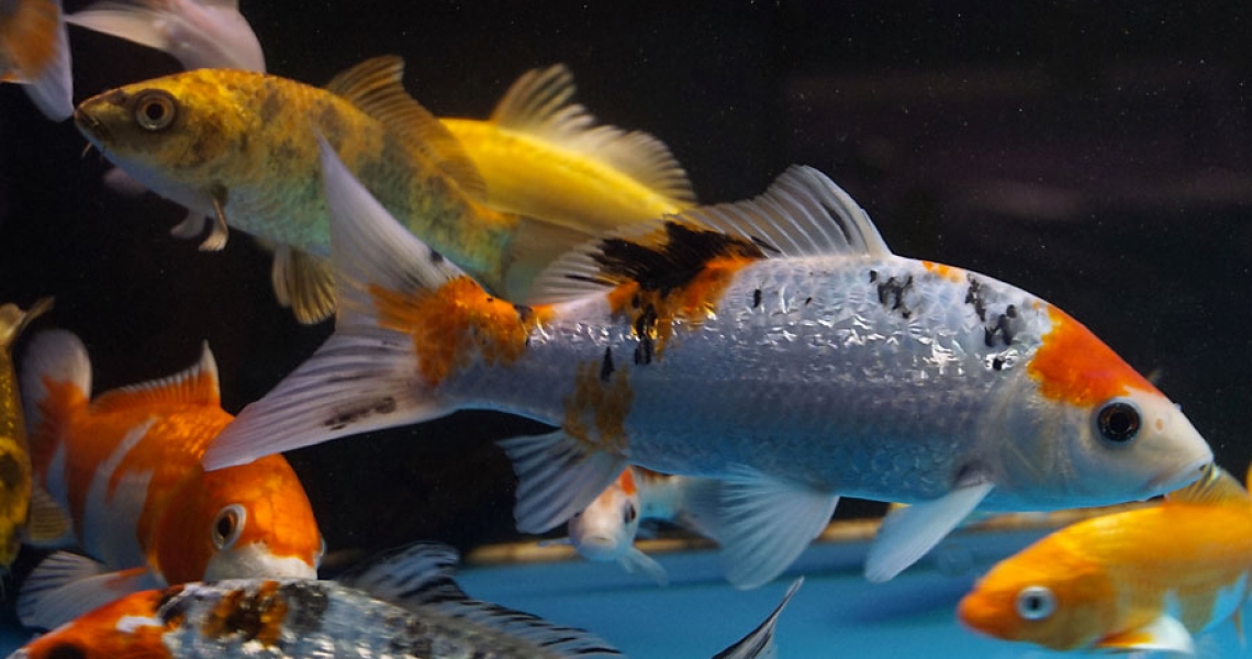 Aquarium Lab, negozio acquari su misura a Carpi, Modena. Pesci rari e tropicali