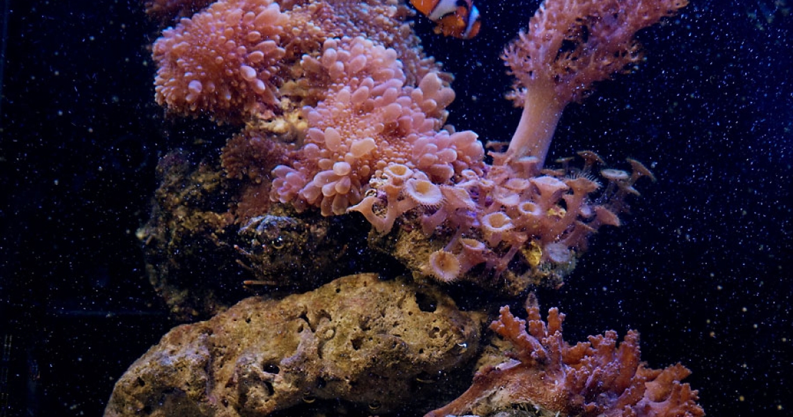 Aquarium Lab, negozio acquari su misura a Carpi, Modena. Pesci rari e tropicali