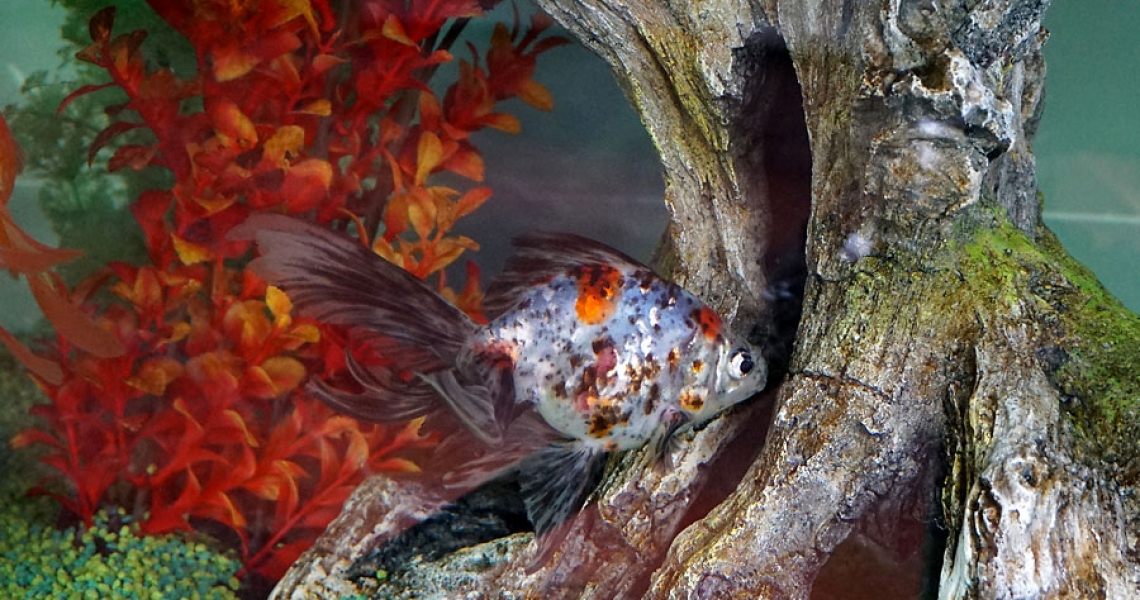 Aquarium Lab, negozio acquari su misura a Carpi, Modena. Pesci rari e tropicali