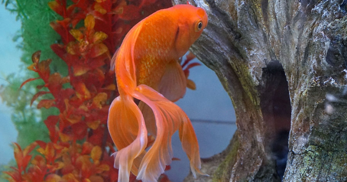Aquarium Lab, negozio acquari su misura a Carpi, Modena. Pesci rari e tropicali