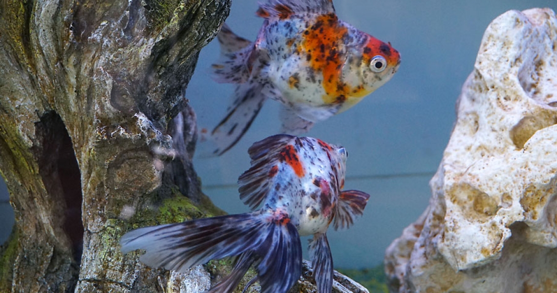 Aquarium Lab, negozio acquari su misura a Carpi, Modena. Pesci rari e tropicali