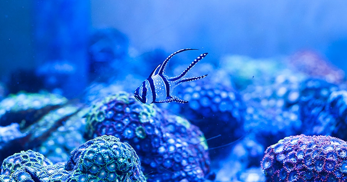 Aquarium Lab, negozio acquari su misura a Carpi, Modena. Pesci rari e tropicali