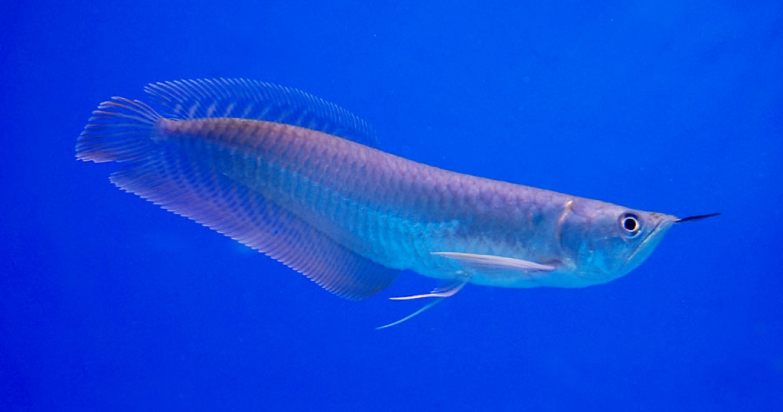 Aquarium Lab, negozio acquari su misura a Carpi, Modena. Pesci rari e tropicali