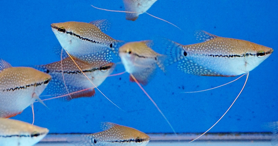 Aquarium Lab, negozio acquari su misura a Carpi, Modena. Pesci rari e tropicali