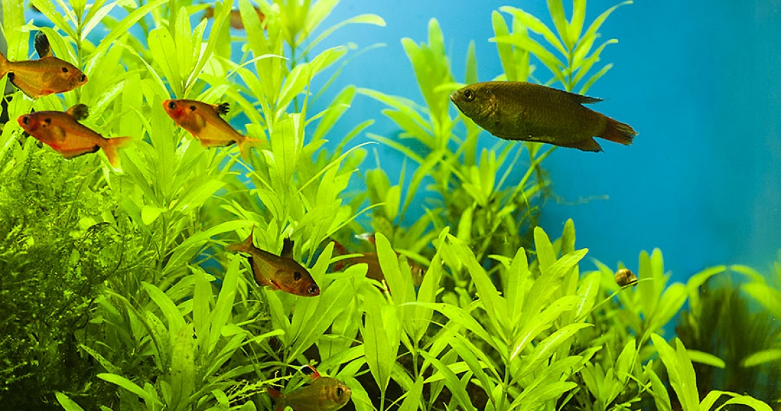 Aquarium Lab, negozio acquari su misura a Carpi, Modena. Pesci rari e tropicali