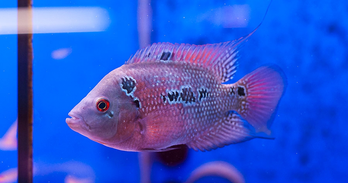 Aquarium Lab, negozio acquari su misura a Carpi, Modena. Pesci rari e tropicali