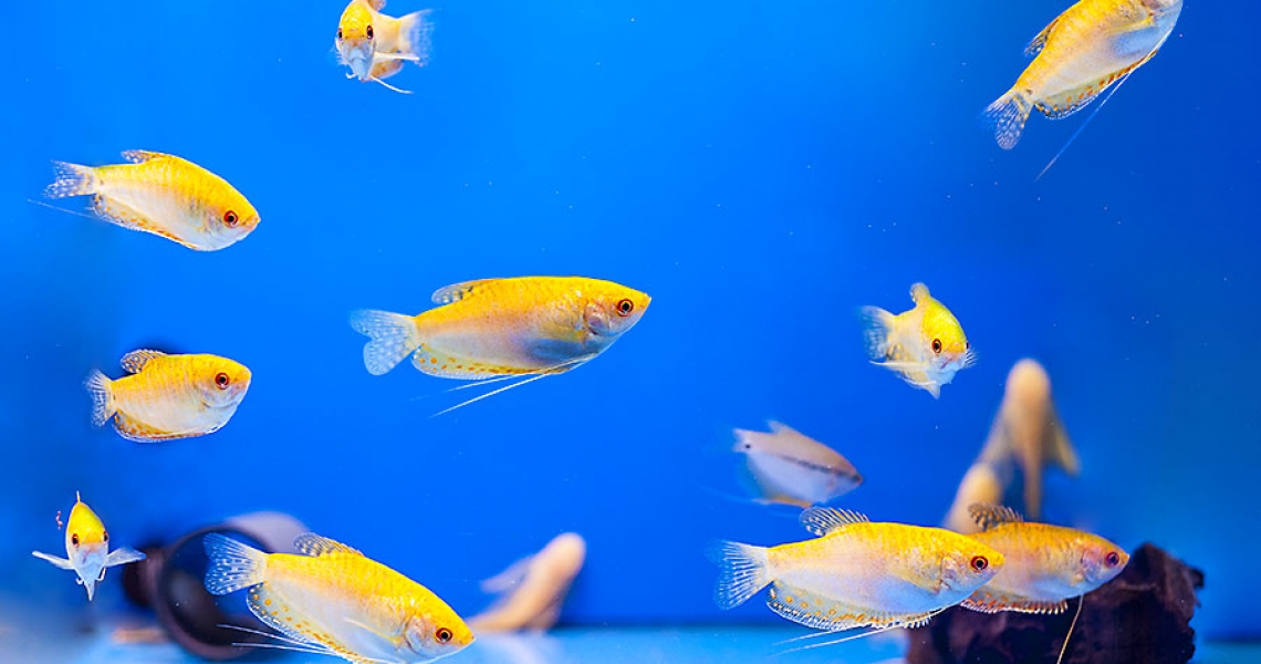 Aquarium Lab, negozio acquari su misura a Carpi, Modena. Pesci rari e tropicali