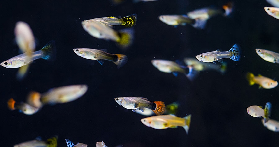 Aquarium Lab, negozio acquari su misura a Carpi, Modena. Pesci rari e tropicali