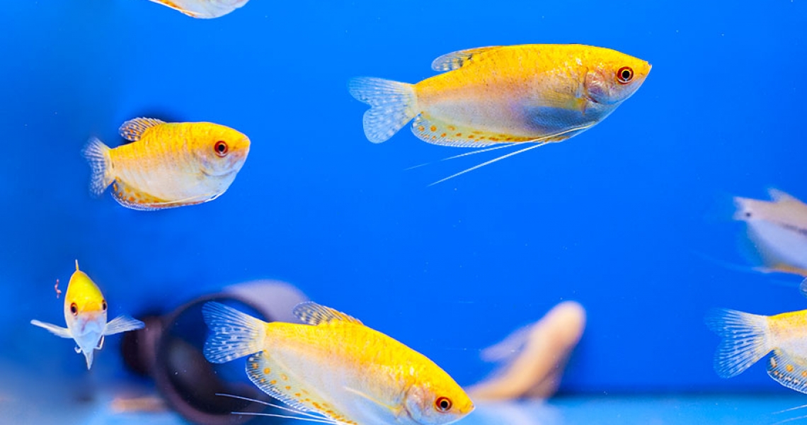 Aquarium Lab, negozio acquari su misura a Carpi, Modena. Pesci rari e tropicali