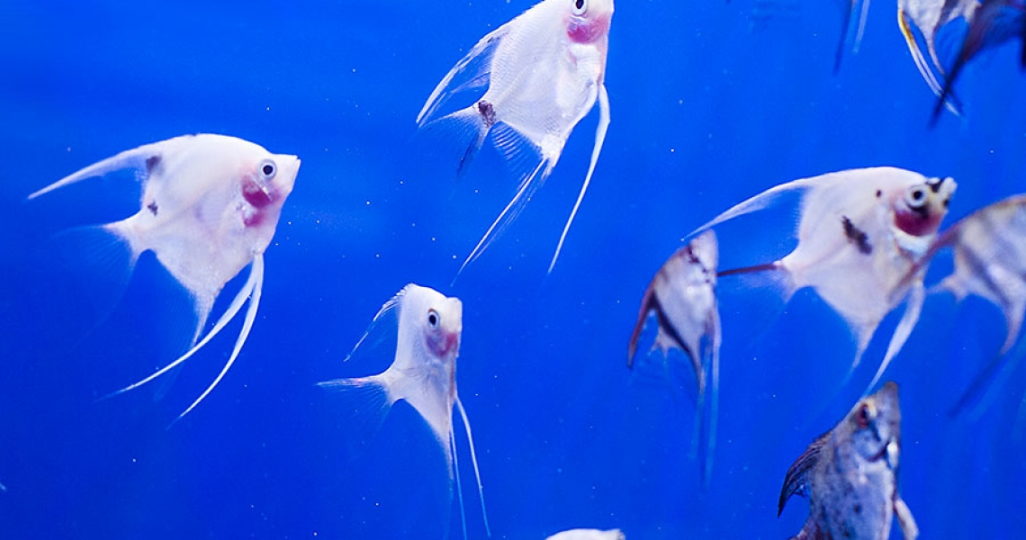 Aquarium Lab, negozio acquari su misura a Carpi, Modena. Pesci rari e tropicali