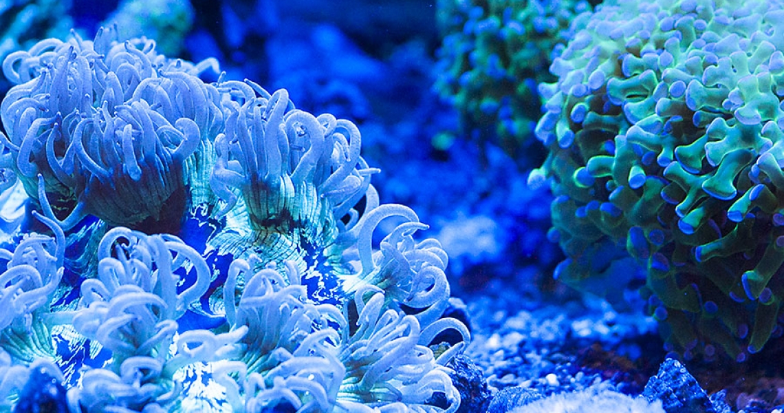 Aquarium Lab, negozio acquari su misura a Carpi, Modena. Pesci rari e tropicali
