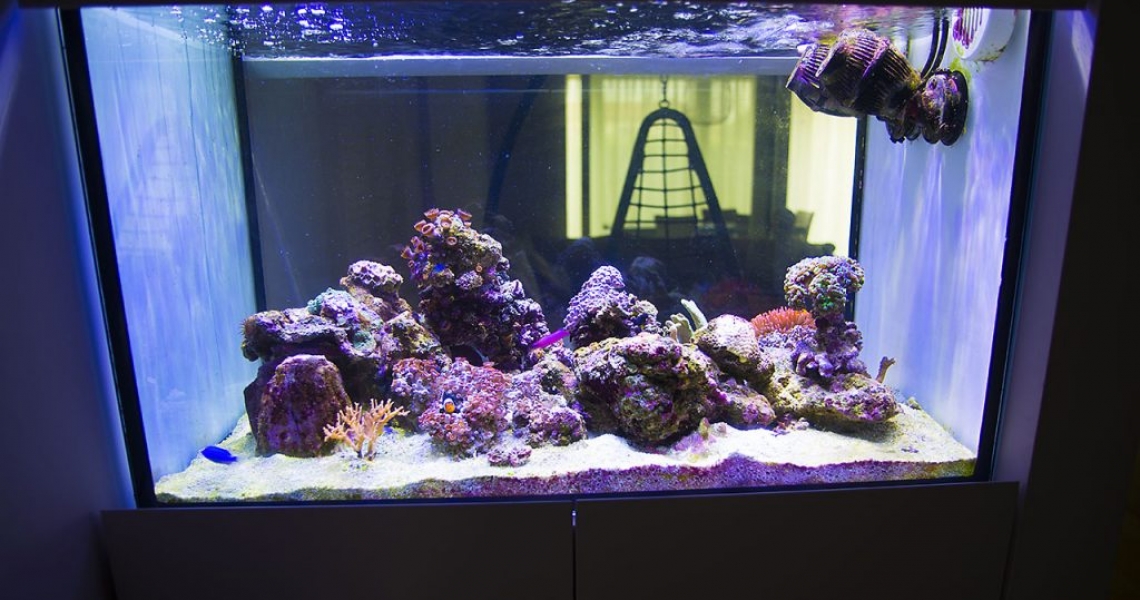 Aquarium Lab, negozio acquari su misura a Carpi, Modena. Pesci rari e tropicali