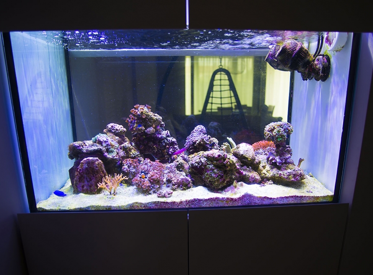 Aquarium Lab, negozio acquari su misura a Carpi, Modena. Pesci rari e tropicali