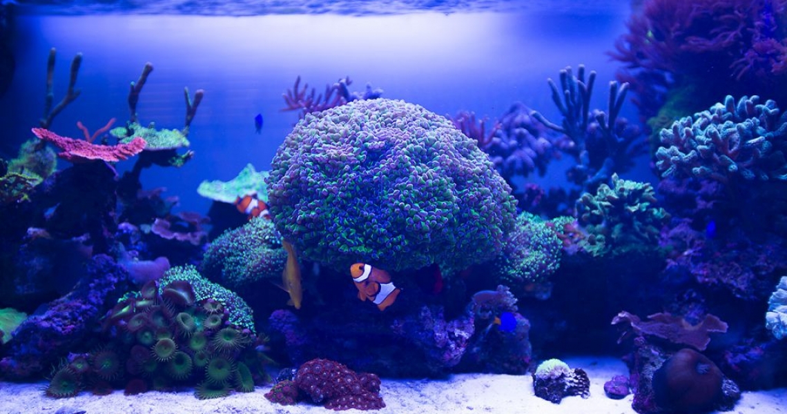 Aquarium Lab, negozio acquari su misura a Carpi, Modena. Pesci rari e tropicali