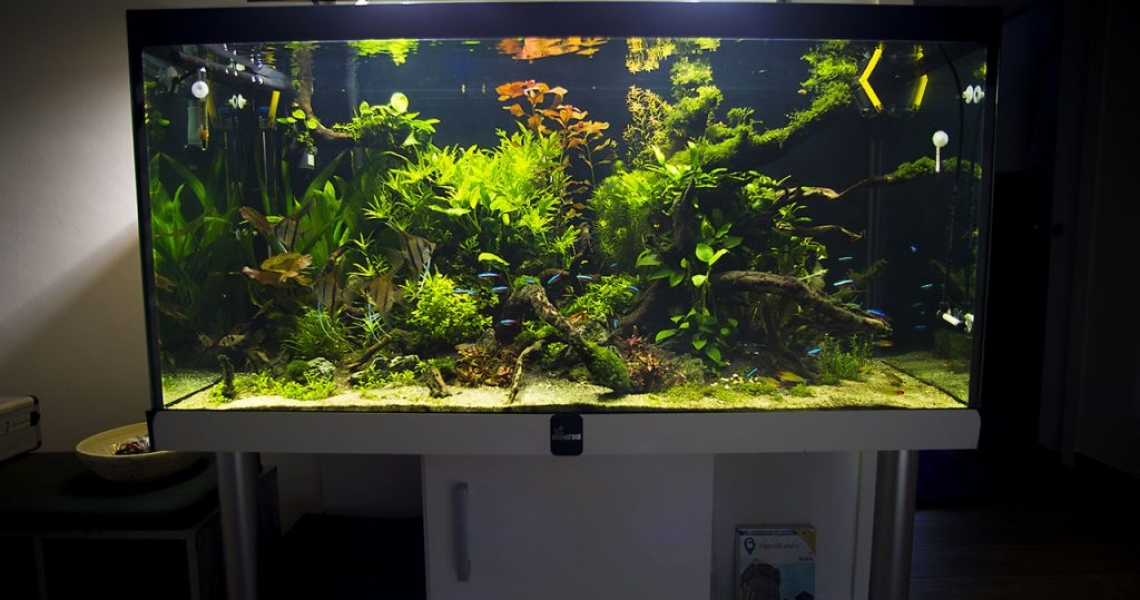 Aquarium Lab, negozio acquari su misura a Carpi, Modena. Pesci rari e tropicali