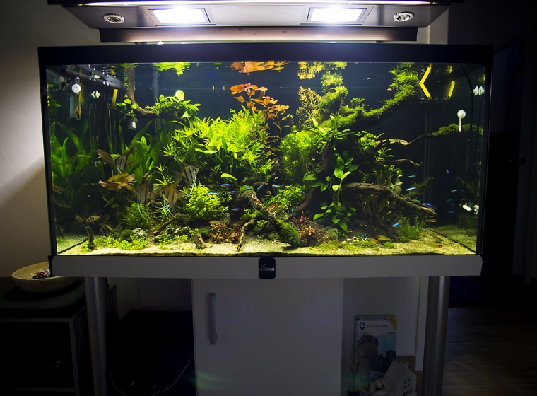 Aquarium Lab, negozio acquari su misura a Carpi, Modena. Pesci rari e tropicali