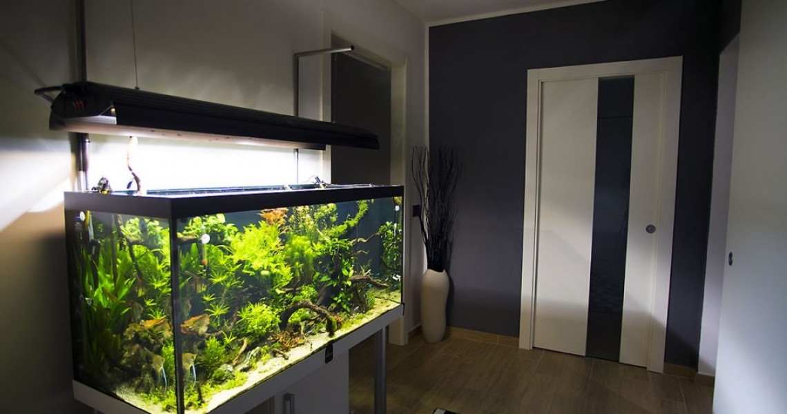 Aquarium Lab, negozio acquari su misura a Carpi, Modena. Pesci rari e tropicali