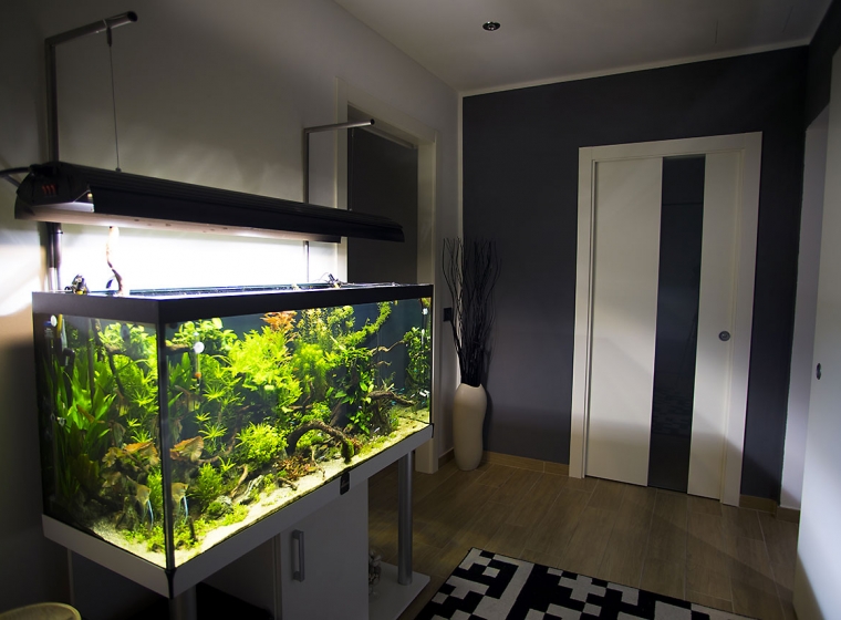 Aquarium Lab, negozio acquari su misura a Carpi, Modena. Pesci rari e tropicali
