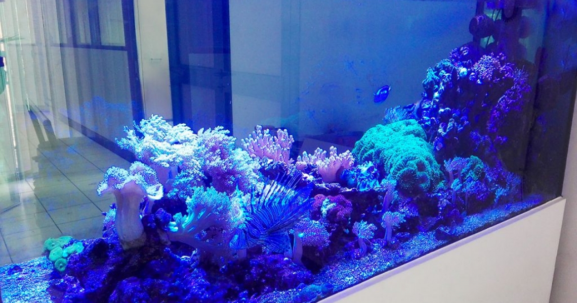 Aquarium Lab, negozio acquari su misura a Carpi, Modena. Pesci rari e tropicali