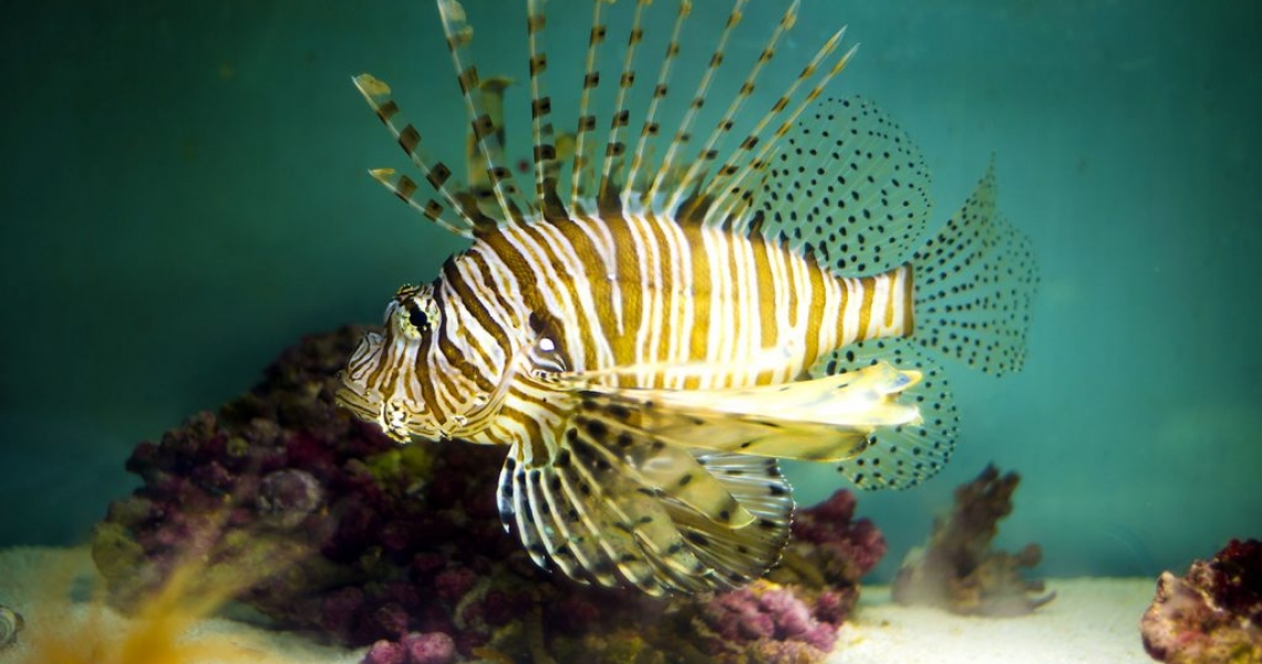 Aquarium Lab, negozio acquari su misura a Carpi, Modena. Pesci rari e tropicali